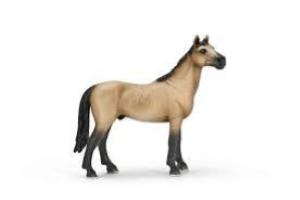 STALLONE ACHAL-TEKKINER