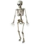 SCHELETRO POSABILE CM.120