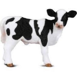 OFF    CUCCIOLO DI MUCCA