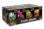 MATTONCINI EXOTIC PLANTS 12 ASS -UNO- 