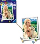 CREART RETRIEVER SUL PRATO 